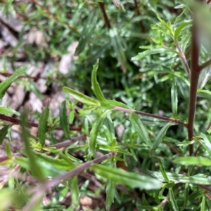 Epilobium billardiereanum subsp. cinereum at Hackett, ACT - 30 Oct 2022