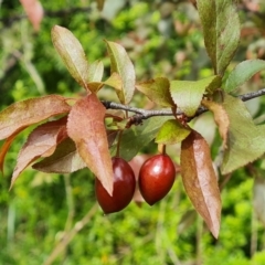 Prunus cerasifera (Cherry Plum) at Jerrabomberra, ACT - 30 Oct 2022 by Mike
