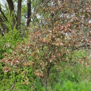 Prunus cerasifera at Jerrabomberra, ACT - 30 Oct 2022