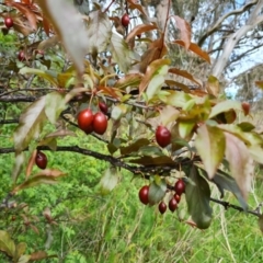 Prunus cerasifera at Jerrabomberra, ACT - 30 Oct 2022