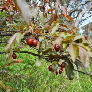 Prunus cerasifera at Jerrabomberra, ACT - 30 Oct 2022