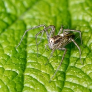 Oxyopes sp. (genus) at Downer, ACT - 29 Oct 2022 12:37 PM