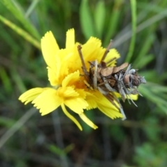 Heliocosma (genus - immature) (A tortrix or leafroller moth) at Googong, NSW - 29 Oct 2022 by Wandiyali
