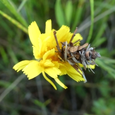 Heliocosma (genus - immature) (A tortrix or leafroller moth) at QPRC LGA - 29 Oct 2022 by Wandiyali