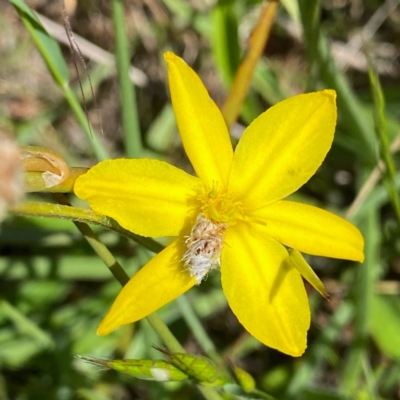 Heliocosma (genus - immature) (A tortrix or leafroller moth) at Googong, NSW - 29 Oct 2022 by Wandiyali