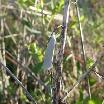 Zacorus carus (Wingia group moth) at QPRC LGA - 29 Oct 2022 by Wandiyali