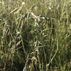 Rytidosperma auriculatum (Lobed Wallaby Grass) at Lyneham, ACT - 30 Oct 2022 by walter