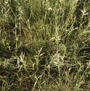 Rytidosperma auriculatum at Lyneham, ACT - 30 Oct 2022