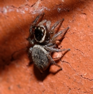 Maratus griseus at Downer, ACT - 29 Oct 2022 12:42 PM