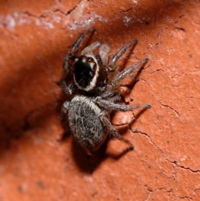 Maratus griseus (Jumping spider) at Downer, ACT - 29 Oct 2022 by RobertD