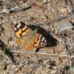 Vanessa kershawi (Australian Painted Lady) at Bicentennial Park - 29 Oct 2022 by Paul4K