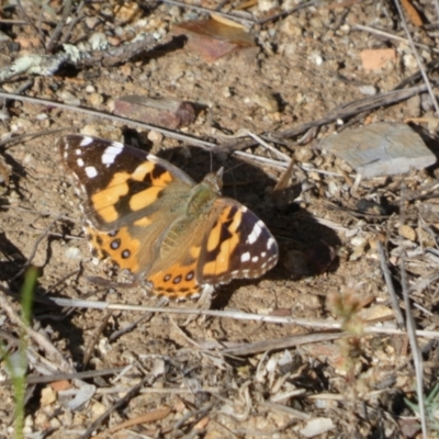 Vanessa kershawi (Australian Painted Lady) at Queanbeyan West, NSW - 30 Oct 2022 by Paul4K