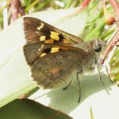 Trapezites phigalia (Heath Ochre) at Molonglo Valley, ACT - 30 Oct 2022 by JohnBundock