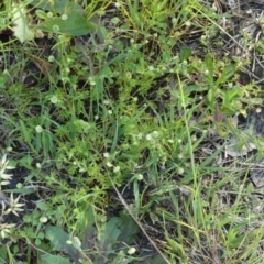 Cotula australis (Common Cotula, Carrot Weed) at Queanbeyan West, NSW - 30 Oct 2022 by Paul4K
