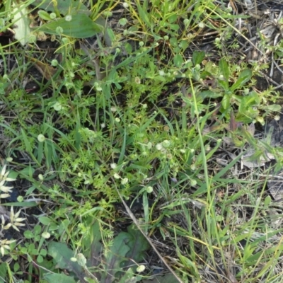 Cotula australis (Common Cotula, Carrot Weed) at Queanbeyan West, NSW - 30 Oct 2022 by Paul4K