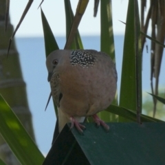 Spilopelia chinensis (Spotted Dove) at Eli Waters, QLD - 17 Sep 2022 by Paul4K