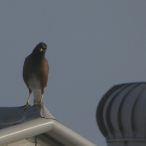 Acridotheres tristis at Eli Waters, QLD - 18 Sep 2022 07:17 AM
