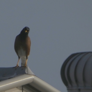 Acridotheres tristis at Eli Waters, QLD - 18 Sep 2022