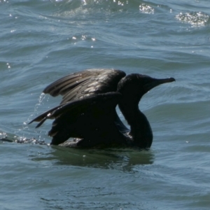 Phalacrocorax sulcirostris at Eli Waters, QLD - 18 Sep 2022 02:09 PM