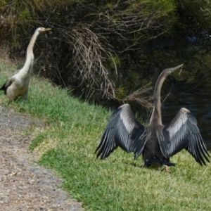 Anhinga novaehollandiae at Eli Waters, QLD - 19 Sep 2022 10:54 AM