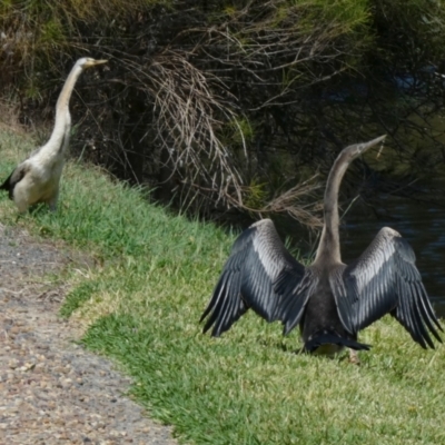 Anhinga novaehollandiae (Australasian Darter) at Eli Waters, QLD - 19 Sep 2022 by Paul4K