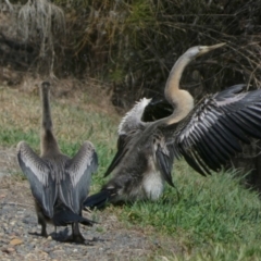 Anhinga novaehollandiae at Eli Waters, QLD - 19 Sep 2022 10:54 AM