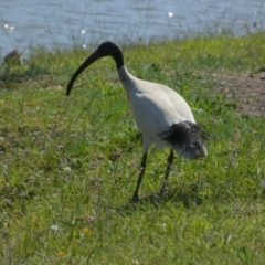 Threskiornis molucca (Australian White Ibis) at Eli Waters, QLD - 19 Sep 2022 by Paul4K