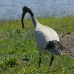 Threskiornis molucca at Eli Waters, QLD - 19 Sep 2022