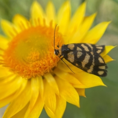 Asura lydia (Lydia Lichen Moth) at Stirling Park - 30 Oct 2022 by PeterA