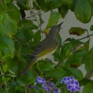 Lichmera indistincta at Eli Waters, QLD - 19 Sep 2022