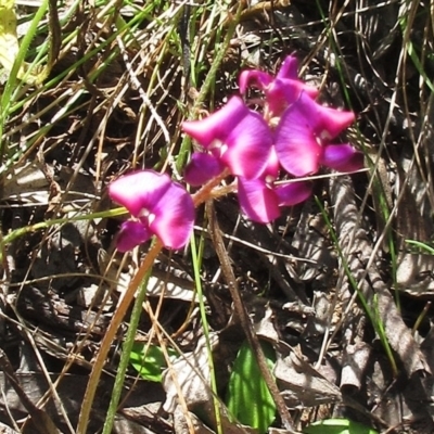 Swainsona sericea (Silky Swainson-Pea) at Hawker, ACT - 30 Oct 2022 by sangio7