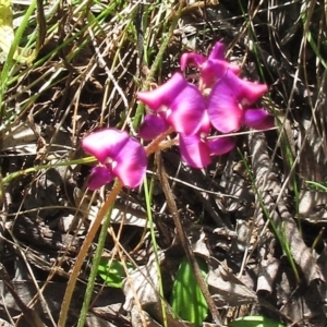 Swainsona sericea at Hawker, ACT - 30 Oct 2022