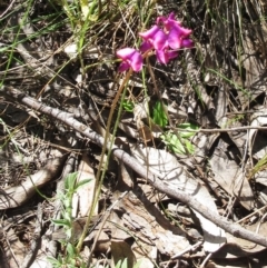 Swainsona sericea at Hawker, ACT - 30 Oct 2022 11:23 AM