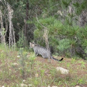 Felis catus at Paddys River, ACT - 30 Oct 2022 05:28 PM