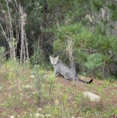 Felis catus at Paddys River, ACT - 30 Oct 2022