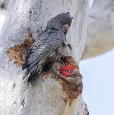 Callocephalon fimbriatum (Gang-gang Cockatoo) at ANBG - 29 Oct 2022 by Reeni Roo