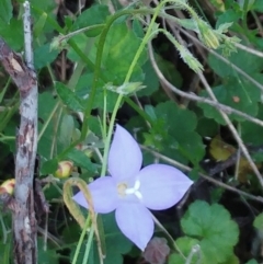 Wahlenbergia sp. (Bluebell) at Hawker, ACT - 30 Oct 2022 by sangio7