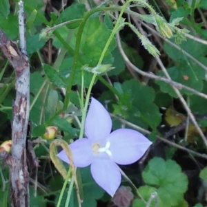 Wahlenbergia sp. at Hawker, ACT - 30 Oct 2022 11:16 AM