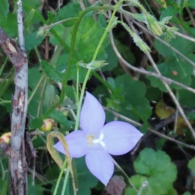 Wahlenbergia sp. (Bluebell) at Hawker, ACT - 30 Oct 2022 by sangio7