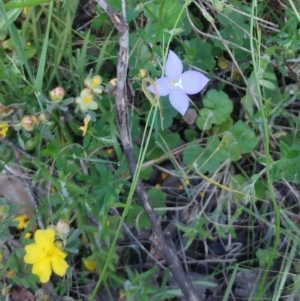 Wahlenbergia sp. at Hawker, ACT - 30 Oct 2022 11:16 AM