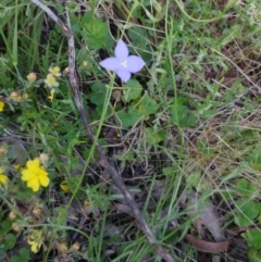 Wahlenbergia sp. at Hawker, ACT - 30 Oct 2022 11:16 AM