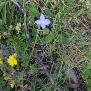 Wahlenbergia sp. at Hawker, ACT - 30 Oct 2022