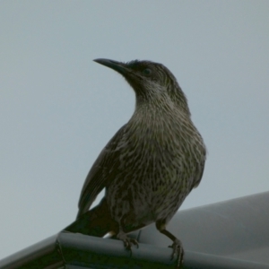 Anthochaera chrysoptera at Eli Waters, QLD - 20 Sep 2022