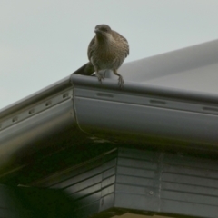 Anthochaera chrysoptera at Eli Waters, QLD - 20 Sep 2022 07:28 AM