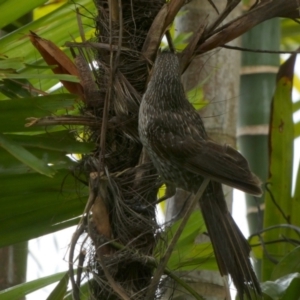 Anthochaera chrysoptera at Eli Waters, QLD - 20 Sep 2022