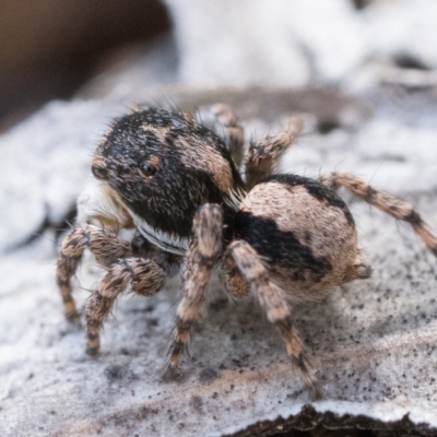 Euophryinae sp. (Rockhopper) undescribed (Euophryinae sp. (Rockhopper) undescribed) at Watson, ACT - 30 Oct 2022 by patrickcox