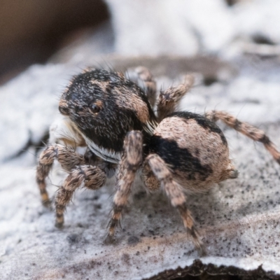 Euophryinae sp. (Rockhopper) undescribed (Euophryinae sp. (Rockhopper) undescribed) at Watson, ACT - 29 Oct 2022 by patrickcox