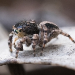 Euophryinae sp. (Rockhopper) undescribed at Watson, ACT - 30 Oct 2022