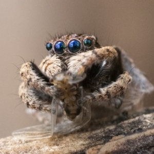 Maratus vespertilio at Watson, ACT - suppressed