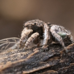 Maratus vespertilio at Watson, ACT - suppressed